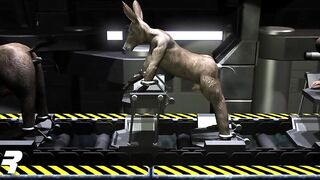 Human transformation in donkey - 5 image