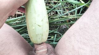 Garden with zucchini - 1 image