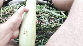Garden with zucchini
