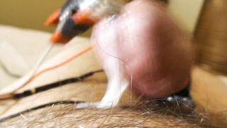 00 Gauge PA cock electro cum