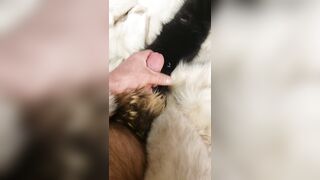 Fox fur fetish cum fluffy collar masterbation - 2 image
