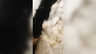 Fox fur fetish cum fluffy collar masterbation - 3 image