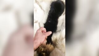Fox fur fetish cum fluffy collar masterbation - 5 image