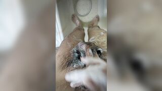 Hairy twink plays with soapy cock - 1 image