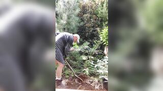 Gardener dad moving bushes - 7 image