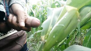 Cumshot on Maize leaf - Cumming - 9 image