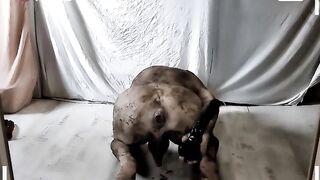 naked pathetic dirty white slave should housekeeping instead jerk off his uncut penis and play with dildo in gay ass , CMNM