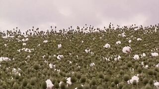 Raw and Unfiltered: The Best of Bareback Ranchers Part #2 in HD